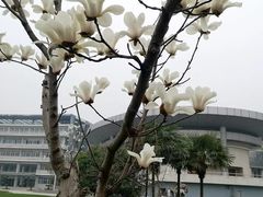 -金陵中学(河西分校)