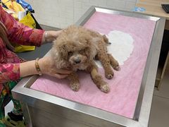 -派美特宠物医院·核磁CT·骨科肿瘤·疑难转诊(沈农禾丰店)