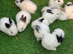 -萌宠亲子动物乐园(槐房万达店)