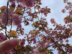 -高东镇樱花园