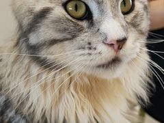 -猫在这儿猫咪咖啡馆·撸猫馆