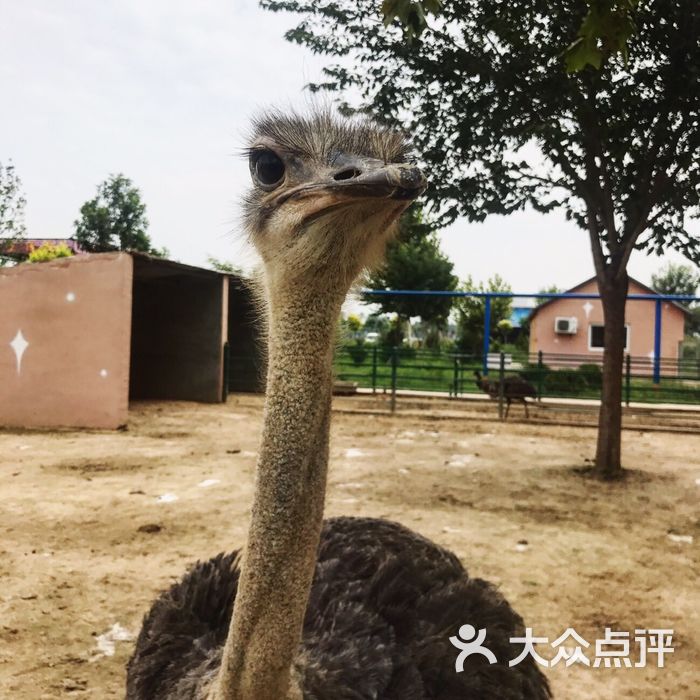 聊城滨河野生动物世界图片-北京动物园-大众点评网