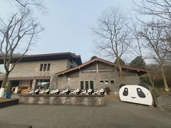 -都江堰中华大熊猫苑