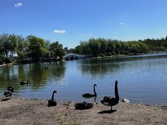 -长春市南湖公园