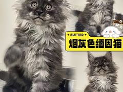 -lincat·猫舍(广州店)