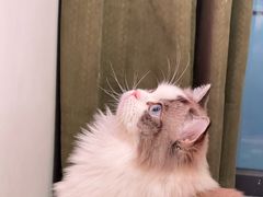 -小猫来了·猫咪专售(红山六九七九店)