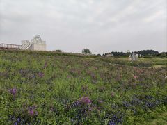 -空港花田景区