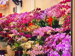 -溪岸路花鸟市场