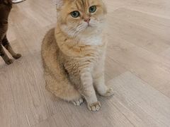 -柴迷FANS CLUB·柴犬狗咖·猫咖
