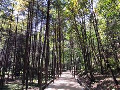 -洛阳白云山景区