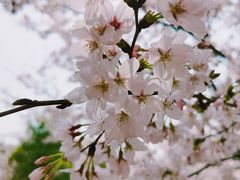 -顾村公园