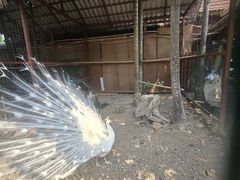 -西双版纳总佛寺