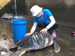 -广东惠东海龟国家级自然保护区