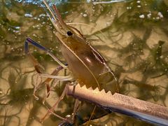 -芭提雅Amporn Seafood自助餐厅