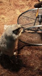 点击看大图 -Zoolung Zoolung动物主题公园(海信广场店)