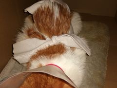 -伟伟宠物医院·CT影像中心·瑞派犬猫综合性门诊(汉口总院)