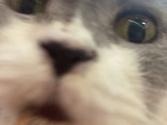 -Bastet sally猫舍购宠(静安店)