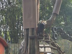 -深圳野生动物园