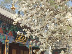 -护国法轮寺