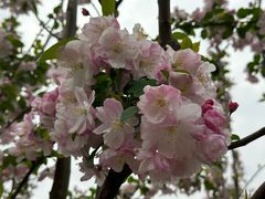 -海棠花溪(元大都城垣遗址公园)