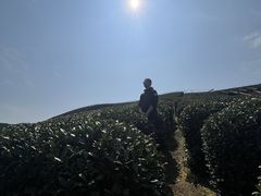 -龙坞茶村