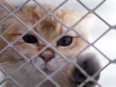 -喵的天空名猫咖啡馆·撸猫·猫舍·用品