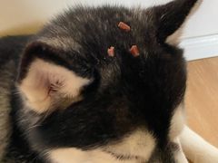 -Husky Go! 哈士奇体验馆·宠物咖啡厅狗咖