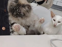 -喵的天空名猫咖啡馆·撸猫·猫舍·用品