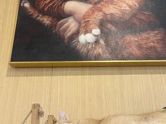 -飞行喵MR PILOT|猫舍·猫咖(静安大融城店)