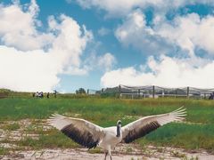 -盐城丹顶鹤湿地生态旅游区