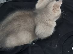 -欣宠猫屋·矮脚拿破仑·蓝金金渐层