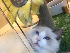 -momokira米努特·德文卷毛猫·棉花面纱犬