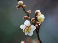 -红梅公园