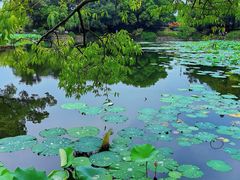 -无锡蠡湖国家湿地公园-蠡园