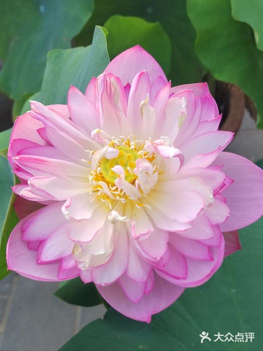 莲花池公园图片