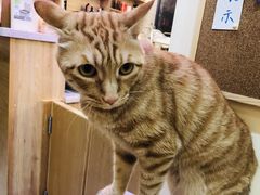 -滚猫咖啡·猫咖·猫友好撸猫(未来城店)