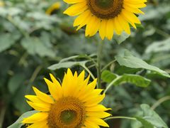 -松山湖梦幻百花洲