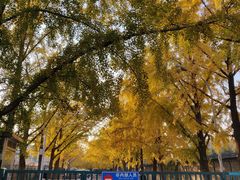-三里屯东五街银杏大道