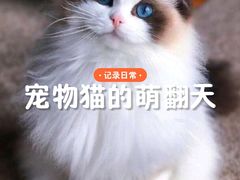 -Bastet sally猫舍购宠(静安店)