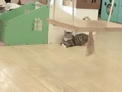 -萌喵咖啡屋(人民东路4号口M16商铺店)