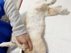 -灵美宠物诊所