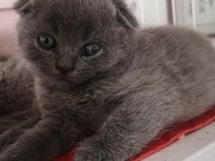 -我爱猫咪·猫咖·狗咖·安哥拉兔·羊驼咖(小寨华旗店)