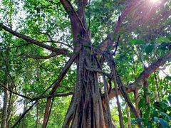 -中国科学院西双版纳热带植物园