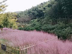 -宁波浙东大竹海景区