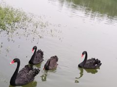 -福建鲤鱼洲酒店