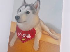 -Husky Go! 哈士奇体验馆·宠物咖啡厅狗咖