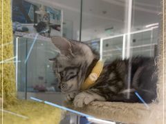-babydoll猫舍·米努特·德文·缅因(久光中心店)