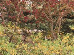 -大兴滨河森林公园