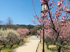 -苏州上方山国家森林公园