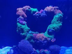 -海合安武汉极地海洋公园